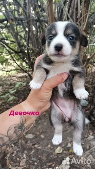 Щенок в добрые руки маленькой собаки