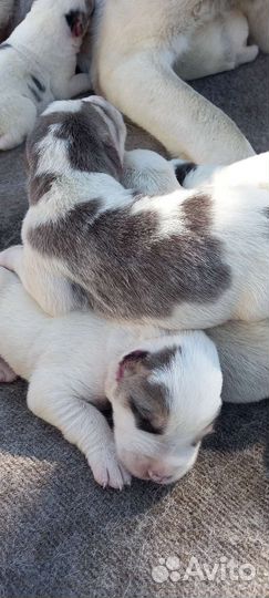 Щенки алабая