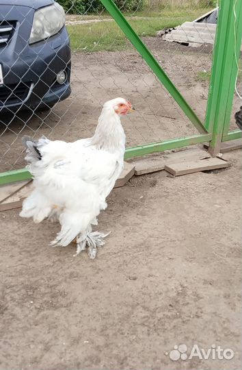 Петушки и молодки продажа