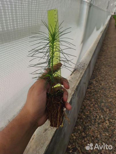 Сеянцы Сосны обыкновенной с зкс (2 лср)