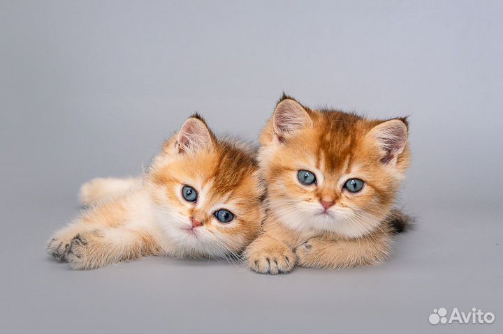 Британская кошка