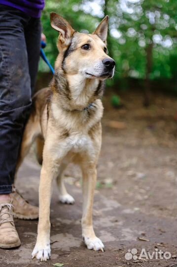 Спасите собаку из приюта