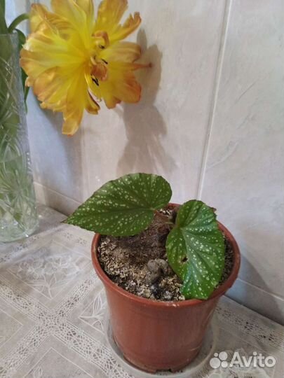 Цветочек,свиное ушко