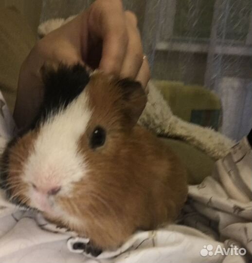 Передержка животных