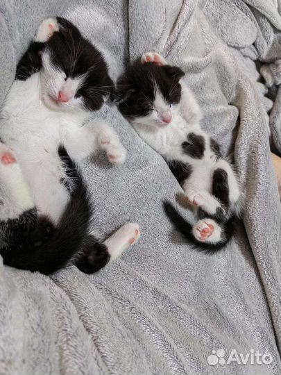 Кошка в дар бесплатно