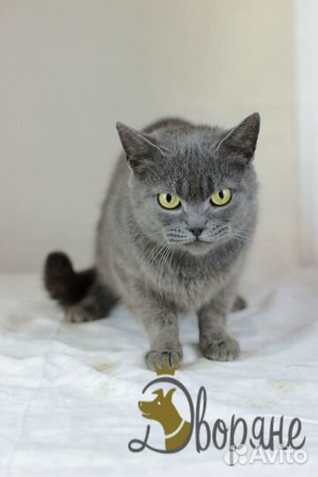 Ласковая кошечка Японка