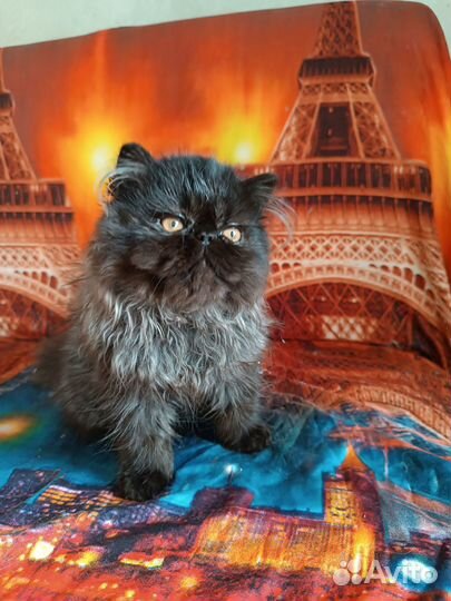 Персидская девочка