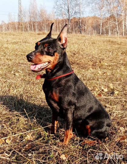 Цвергпинчерята