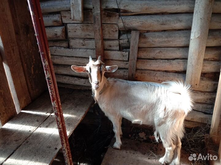 Коза и козлята