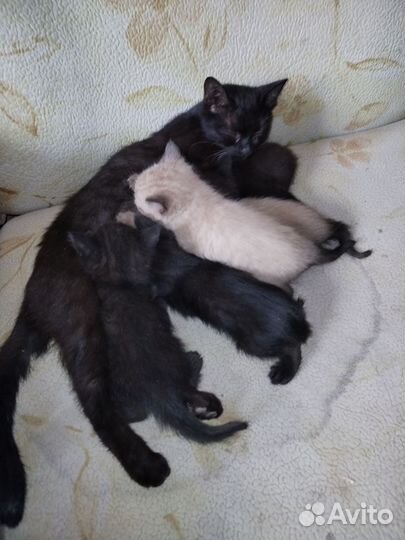 Котята в дар бесплатно