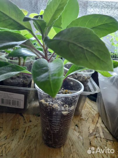 Джинура листья бога