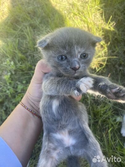 Вислоухие котята 1500