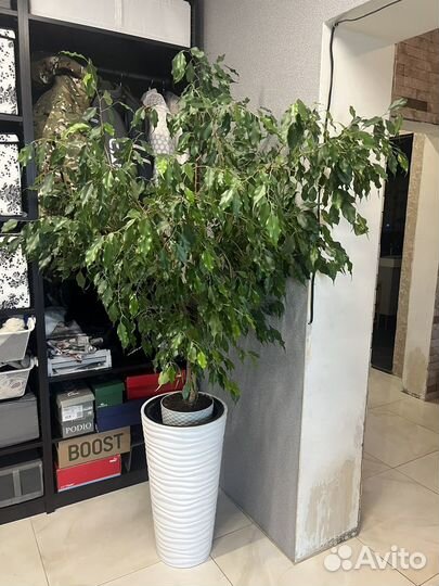 Бенджамина