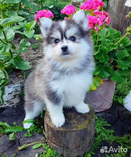 Мальчики помски