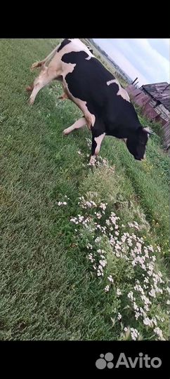 Продам быка