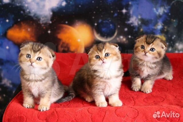 Супер котята золотые