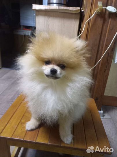 Померанский шпиц мини