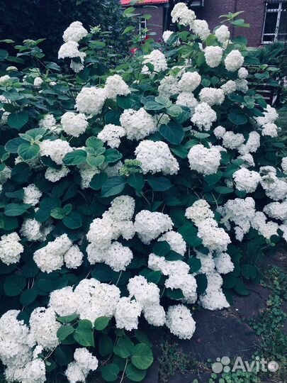 Гортензия древовидная