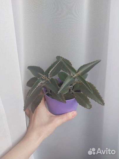 Каланхоэ лечебное