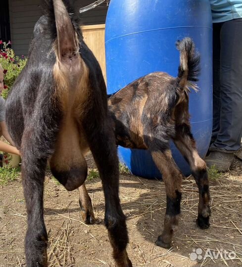 Англо нубийские козы