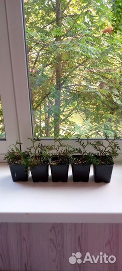 Укорененные черенки туи