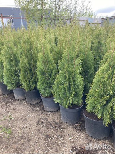 Туя Смарагд 120-140см