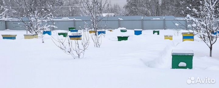 Пчелопакеты карника