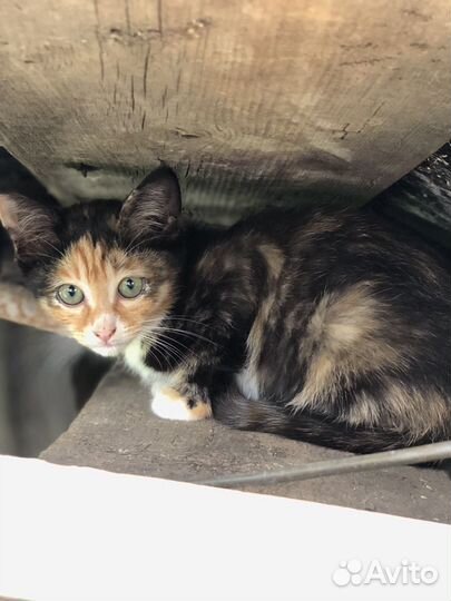 Котята ищут дом