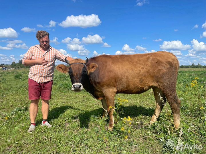 Джерсейская телка