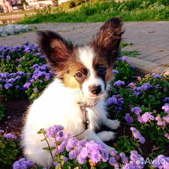 Щенки папийона