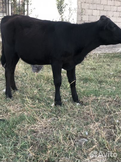 Телочка полугодовалая