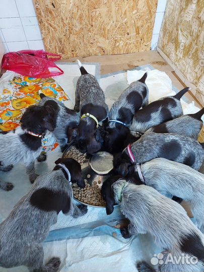 Миска для щенков