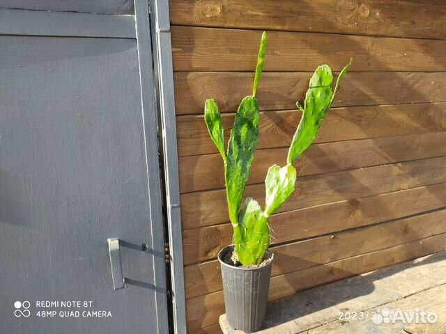 Кактус Опунция Бергера, 2 года