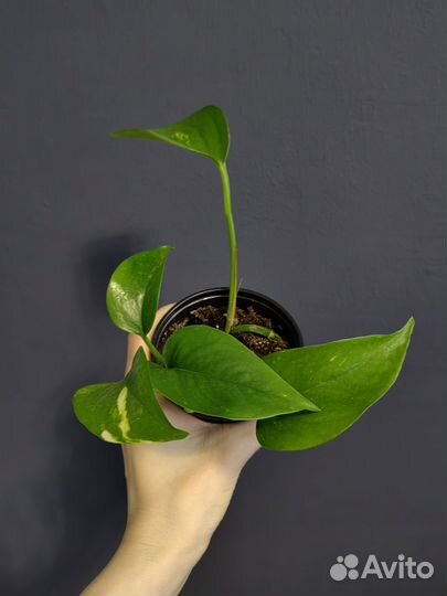 Сциндапсус неон,пиктус, золотистый,эпипремнум