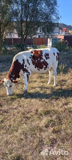 Продам телку