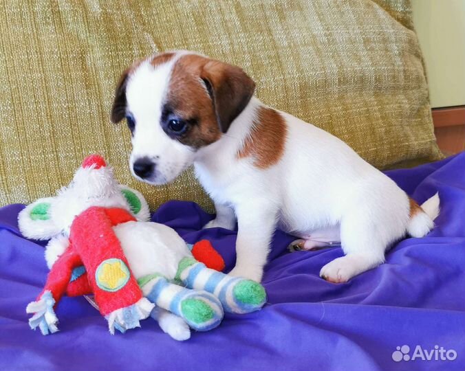 Джек Рассел терьер