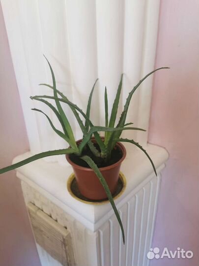 Комнатные цветы Золотой ус, Алоэ для здоровья