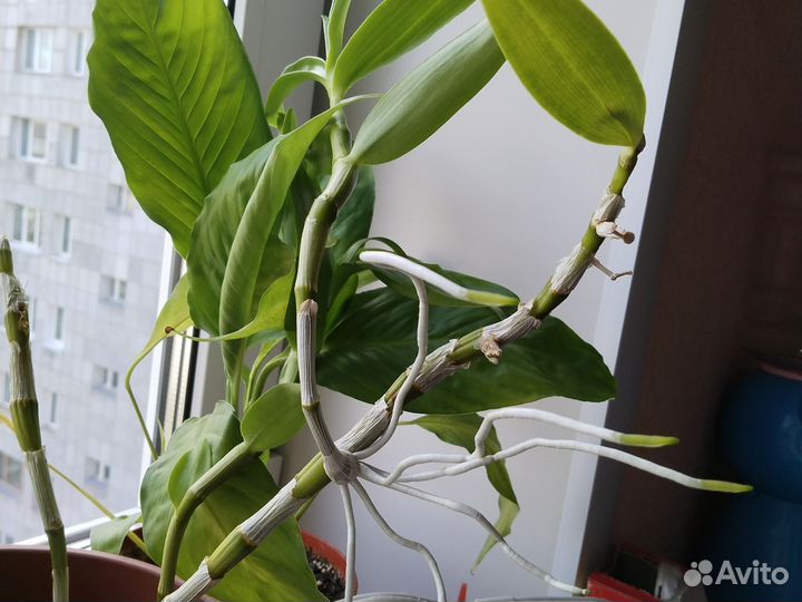 Орхидея дендробиум