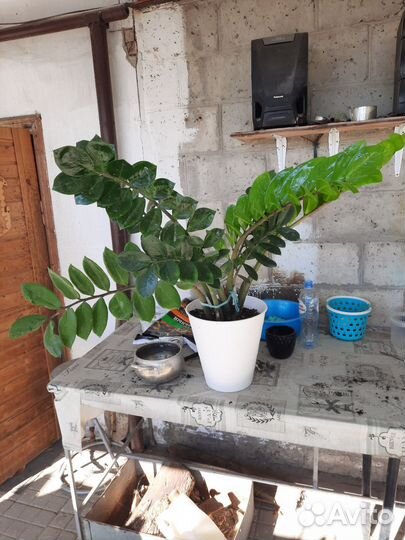 Замиокулькас