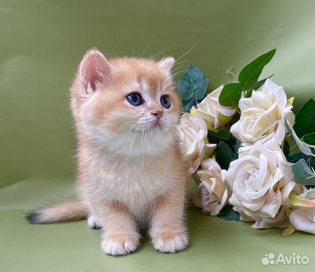 Британские девочки золотой шиншиллы