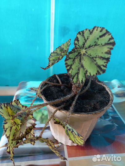 Хлорофитум