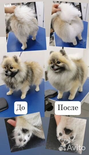 Груминг собак