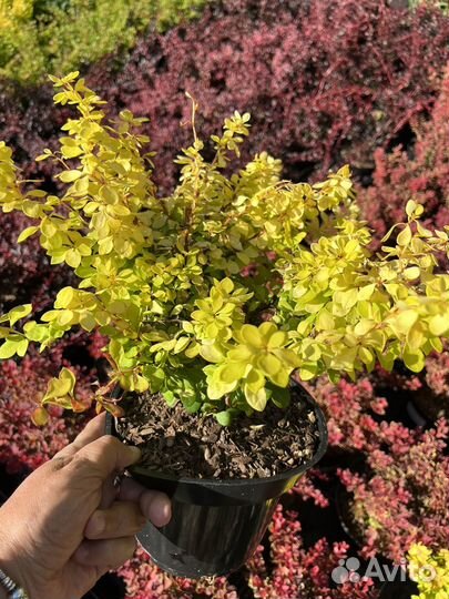 Барбарис Тунберга