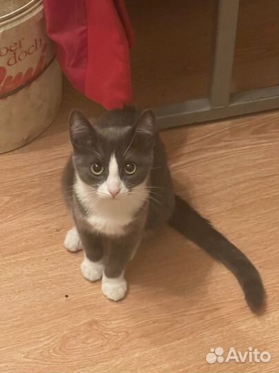 Кошка в дар