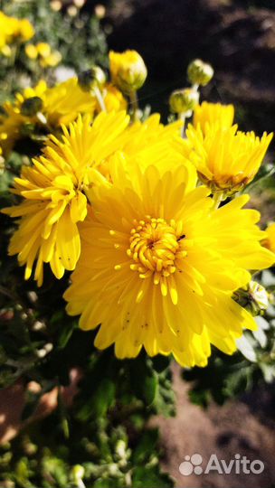 Хризантема шаровидная