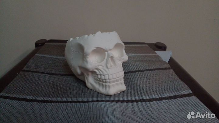 Череп гипсовый