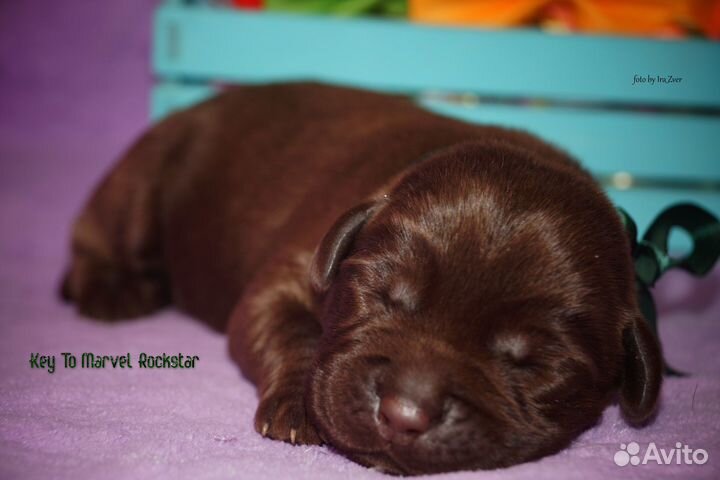 Проф.питомник предлагает