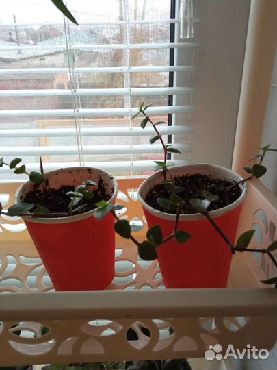 Коллизия бьянка