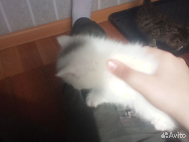 Котята без породы