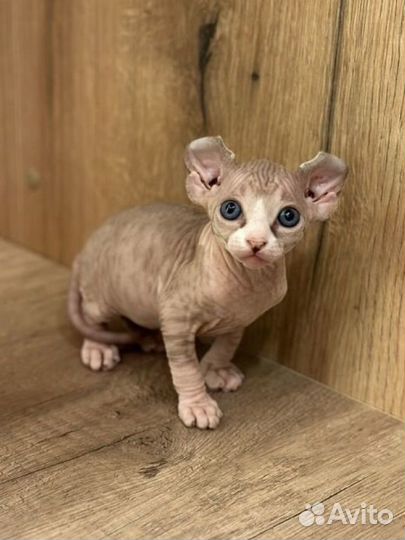 Котята сфинкс эльф